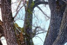huge tree oak wooden bark moss