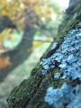 moss lichen tree bark
